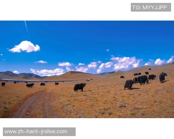 小牛与公牛的较量谁才是草原之王的真正代表